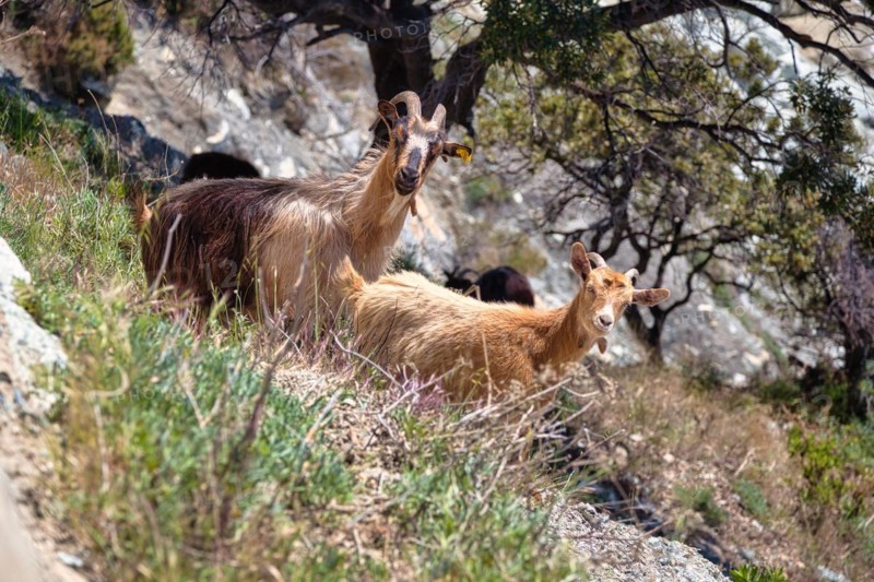 Corsican goats at Cap Corse