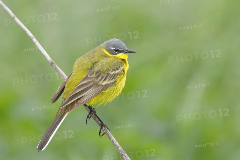 Western yellow wagtail