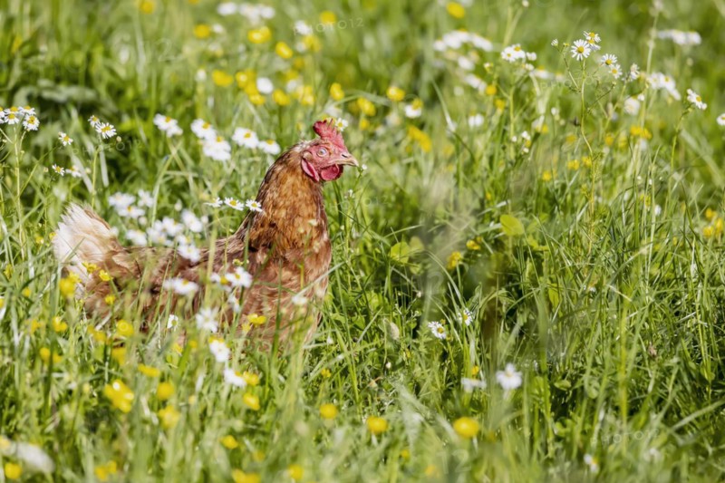 Free-range chickens in a meadow