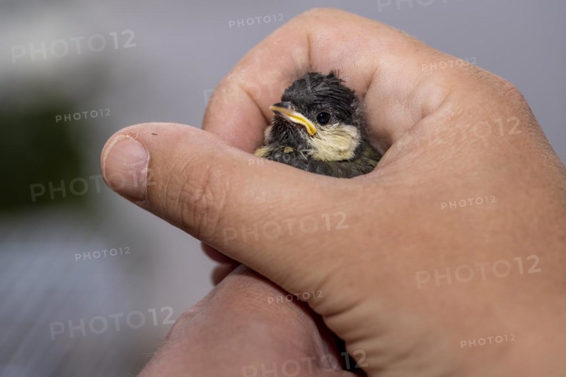 Young great tit