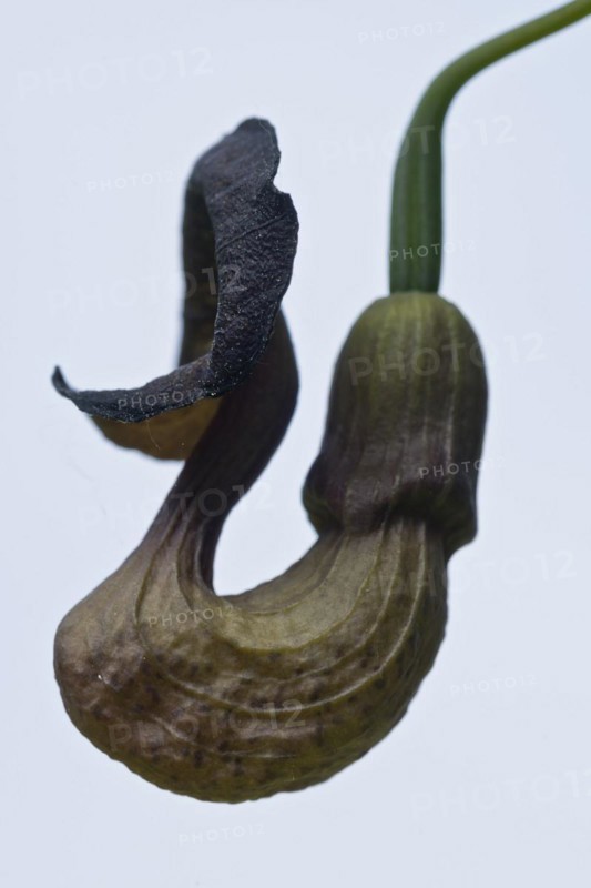 Flower of the pipevine