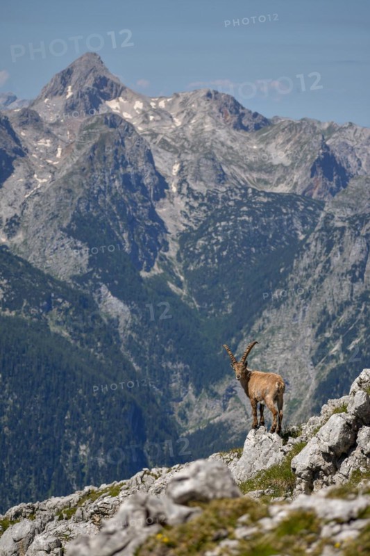 Alpine ibex