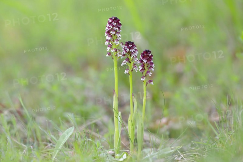 Burnt-tip orchid