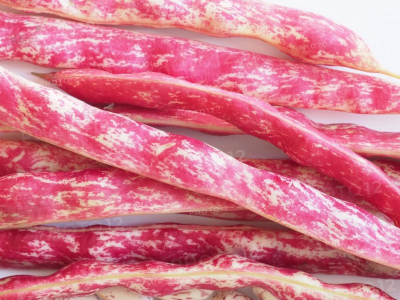 Crimson beans legumes vegetables food