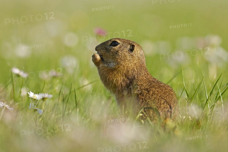 Gopher