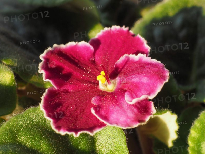 Pink saintpaulia flower