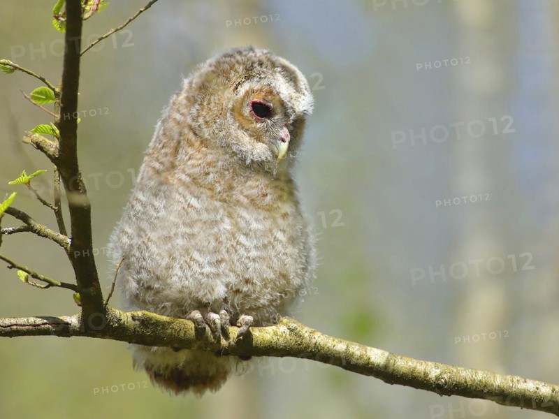 Tawny owl
