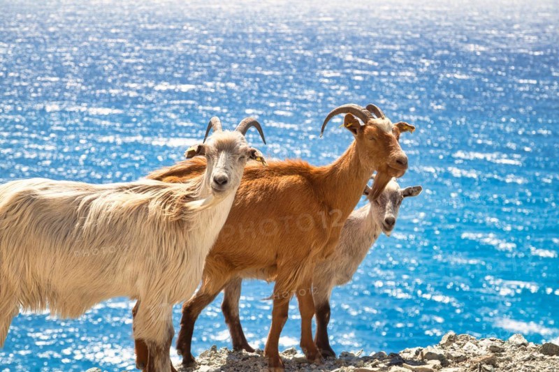 Corsican goats at Cap Corse