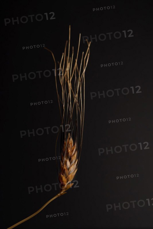 Closeup of an ear of wheat isolated on a black background