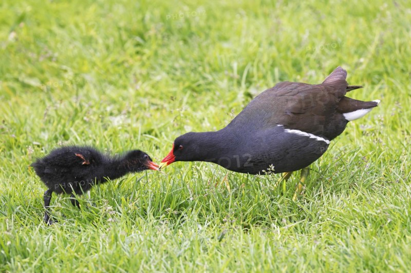 Common moorhen
