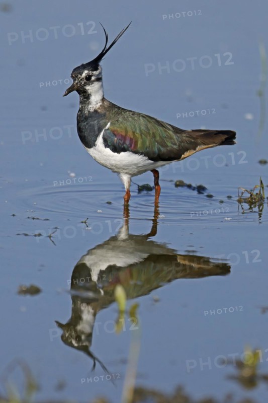 Northern lapwing