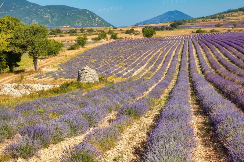 Borie on lavender field