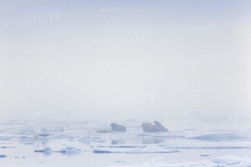 Walruses