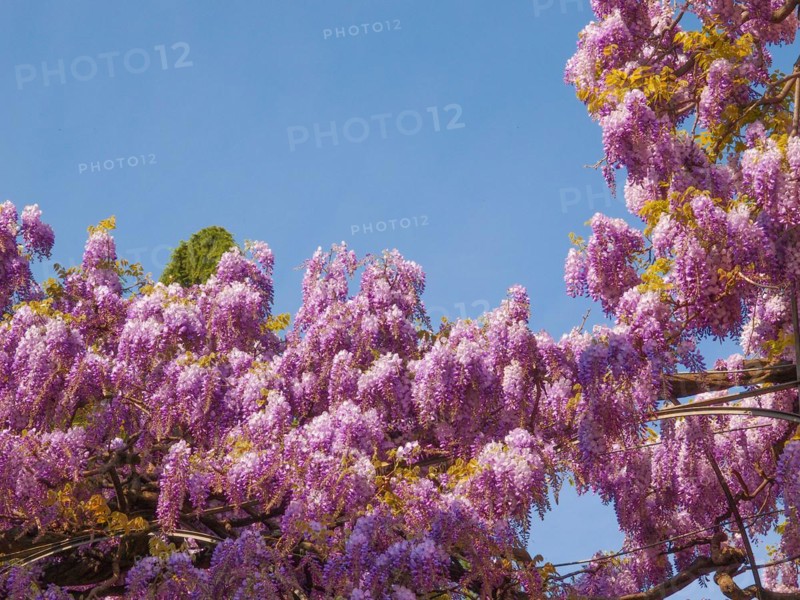 Pink Wisteria flowers