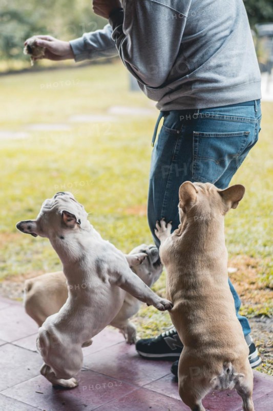 Man holding an old tennis ball and playing with three french bulldogs in his backyard