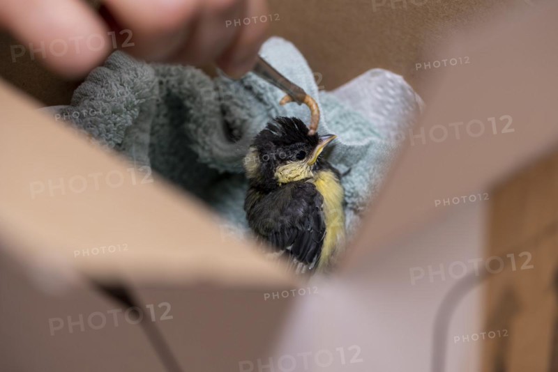 Young great tit is fed mealworm because bird parent has left nest