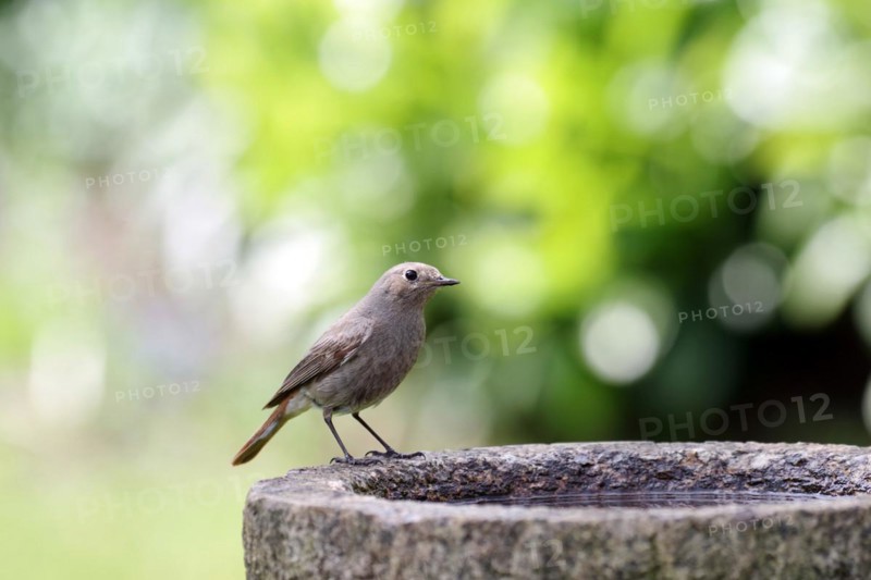 Black redstart