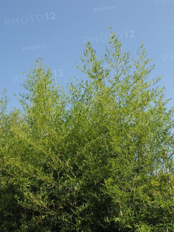 Bamboo