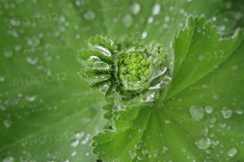 Lady's mantle with water drop