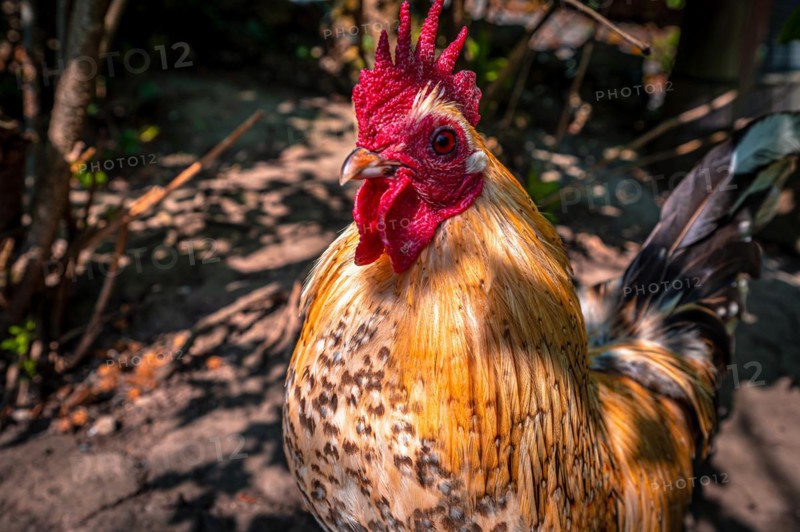 Portrait of a Brahma cock