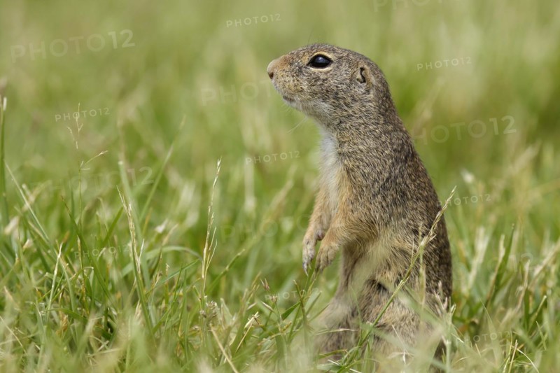 Gopher
