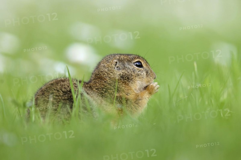 Gopher