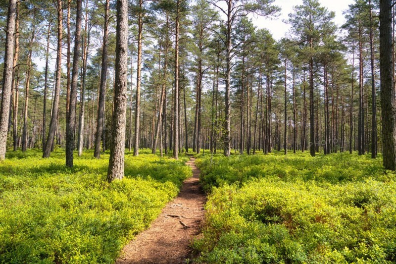 Trees in Store Mosse National Park