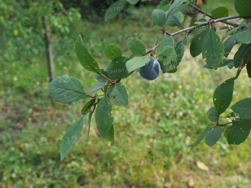 Prune fruit food