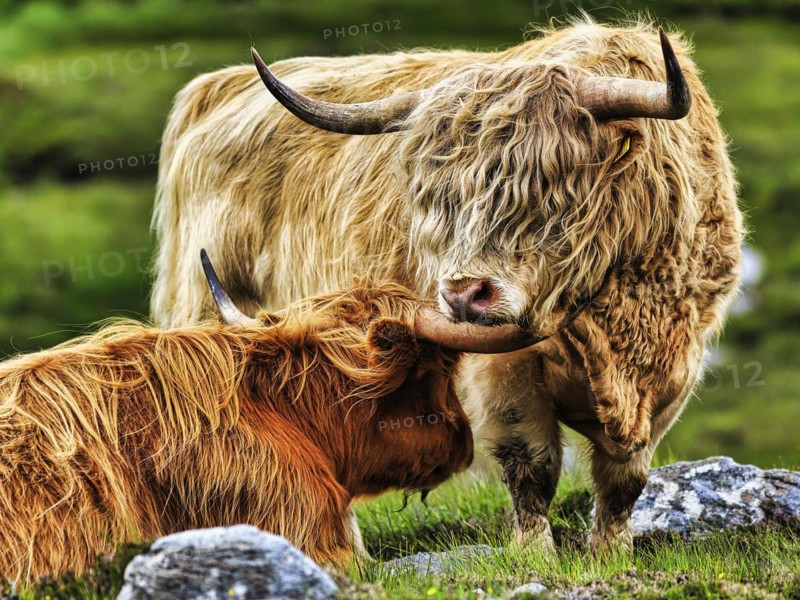 Scottish Highland Cattle