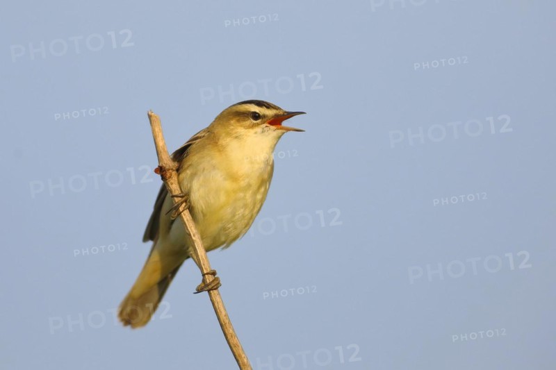 Sedge warbler