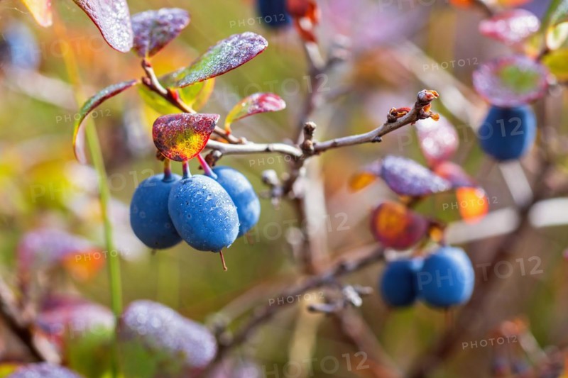 Close-up of blueberry