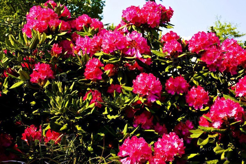 Rhododendrons
