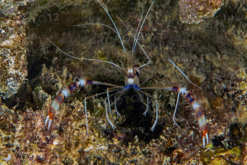 Banded coral shrimp