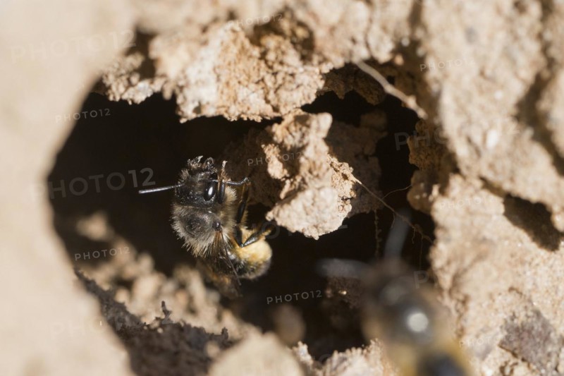 Common narrow bee