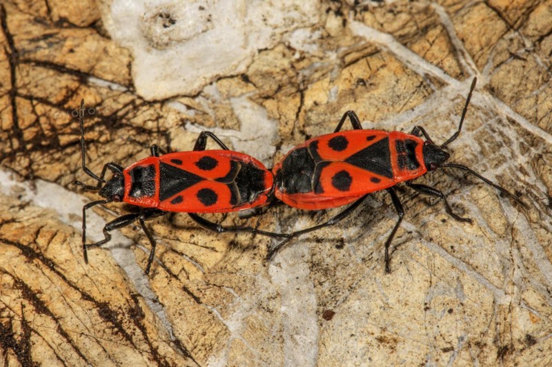 Fire bugs