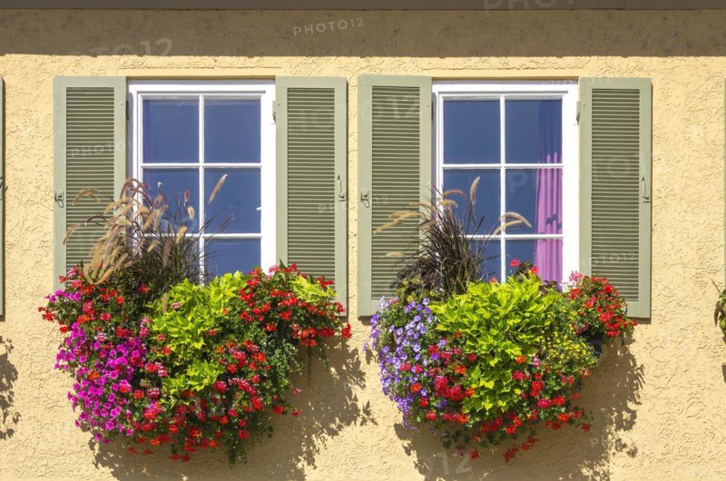 Colourful floral decorations in flower boxes on two windows
