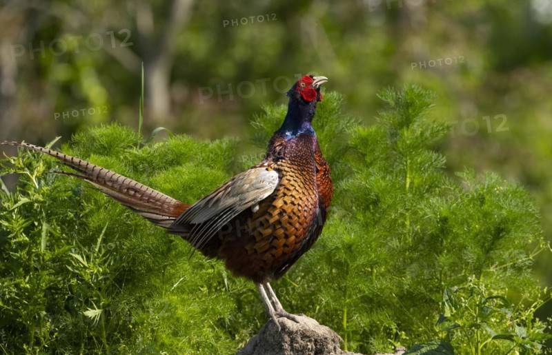 Pheasant