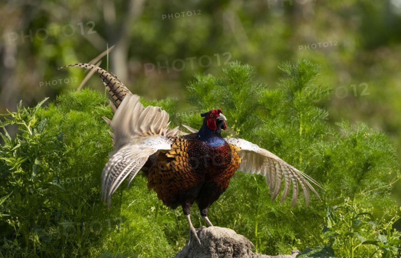 Pheasant
