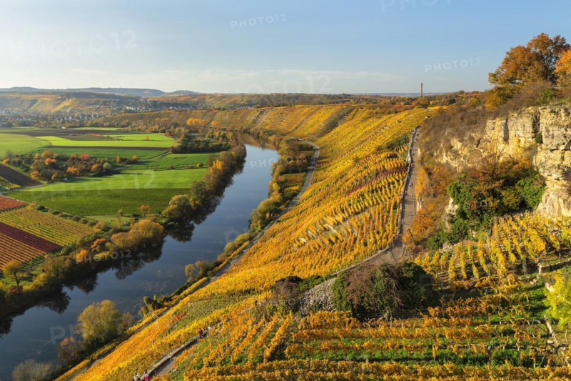 Vineyards on the Neckar in autumn