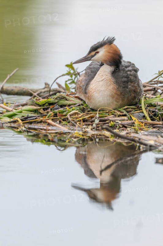 Great Crested Grebe