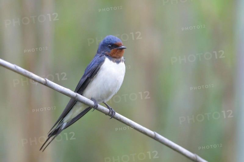 Barn swallow
