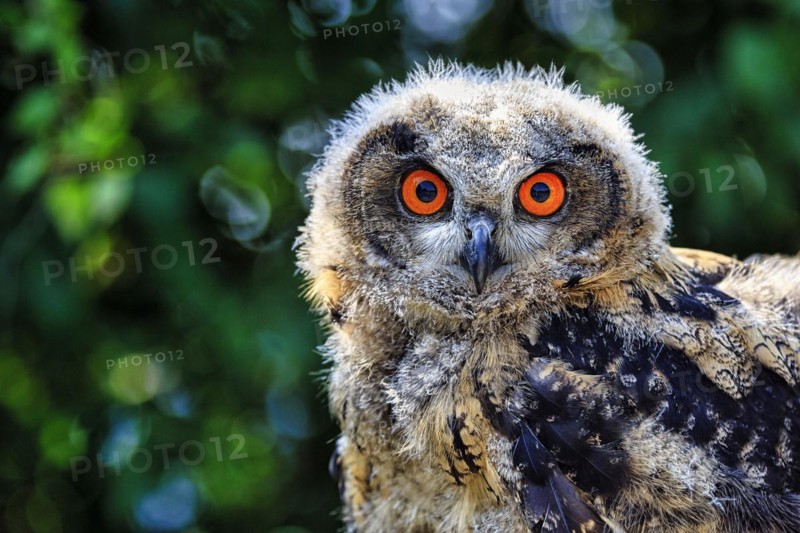 Eurasian eagle-owl