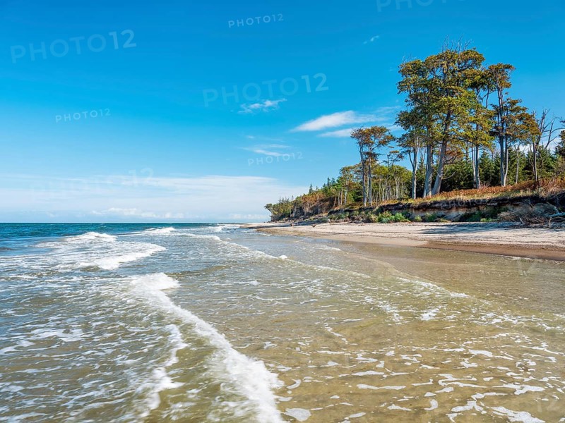 Coastal forest and surf