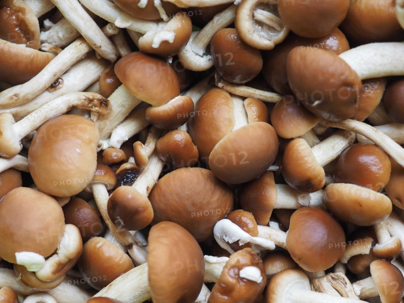 Cyclocybe aegerita mushroom food