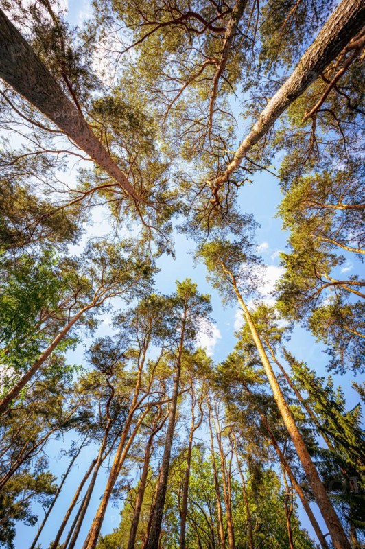 Tree tops of a coniferous forest with blue sky and single clouds