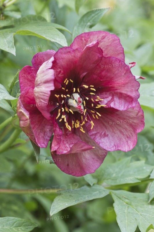 Bush peony