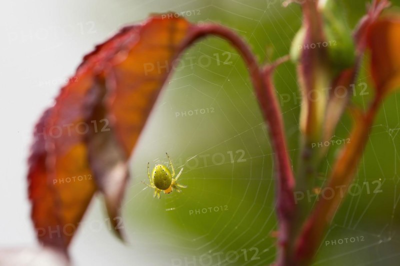Cucumber green spider