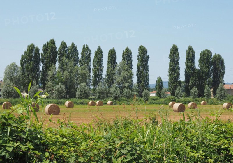 Round hay bales in a field in summer
