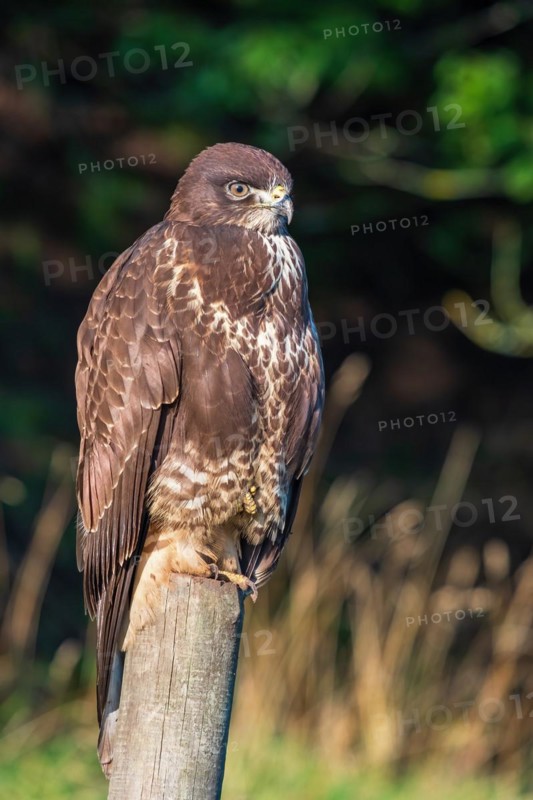 Common buzzard