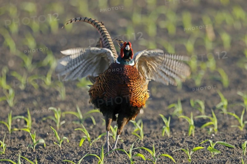 Pheasant